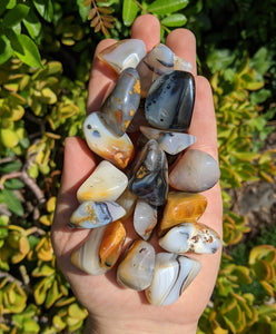 1 Dendritic Agate Tumble