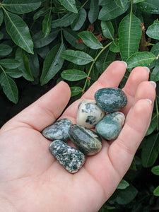 1 Tree Agate Tumble