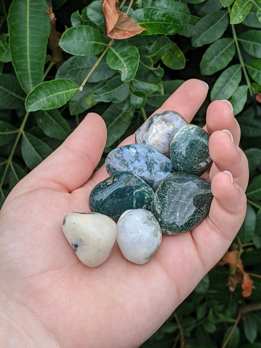 1 Tree Agate Tumble