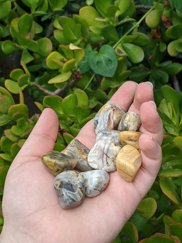 1 Crazy Lace Agate Tumble