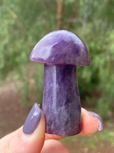 Amethyst Mushroom